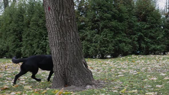 A Black German Shepherd Walking in an Autumn Park Ran Up To a Large Tree