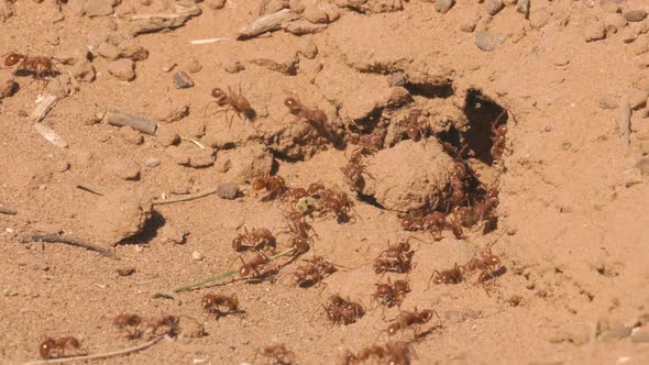 Red Ant Colony Slow Motion