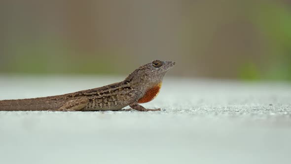 Macro Closeup of Blown Alone Lizard Warming on Summer Sun