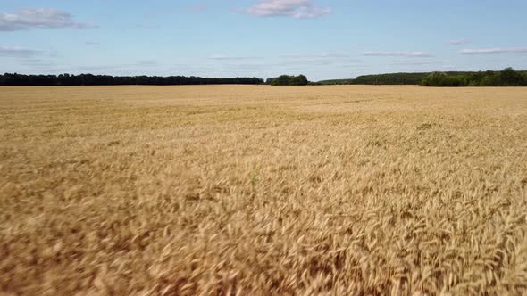 Drone footage of ripe field of wheat waiting to be harvested