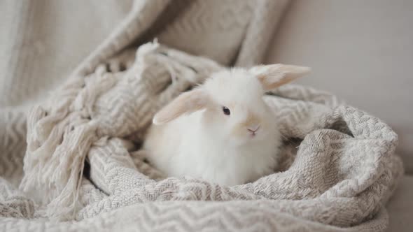 Lovely bunny easter fluffy baby rabbit playing on beautiful pastel colorful blanket on white backgro