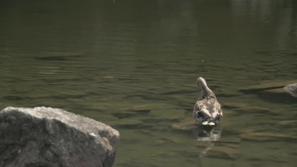 Wild duck cleans itself in high altitude mountain lake of West Tatras, Slovakia