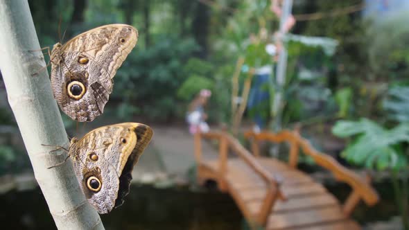 Mom and Daughter are Walking in a Tropical Garden