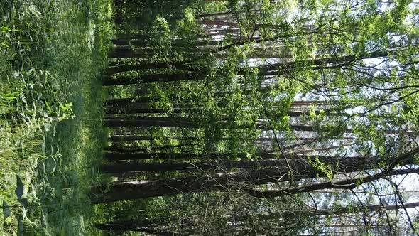 Vertical Video Aerial View Inside a Green Forest with Trees in Summer