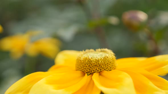 Rudbeckia hirta Irish Spring close-up petals and pistil 4K 3840X2160 30fps UltraHD footage - Beautif