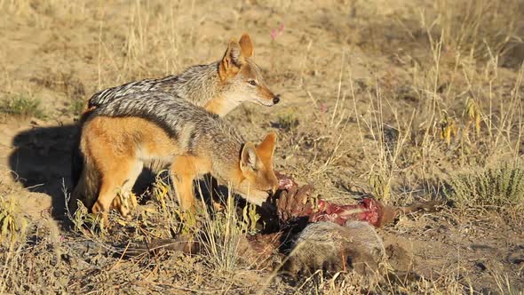 Scavenging Black-Backed Jackals