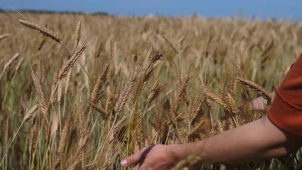 Woman Hands Touching Ears Of Wheat Grain In Field At Sunset.