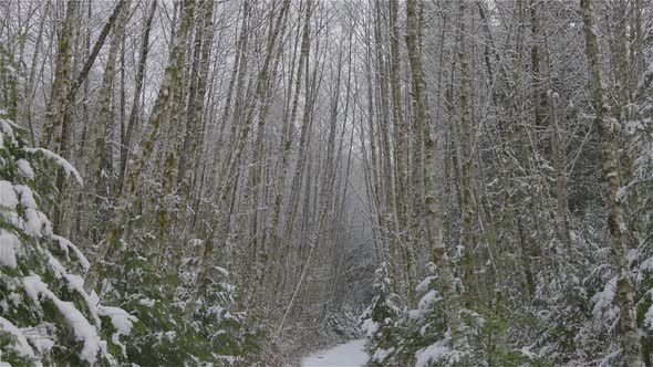 Beautiful Hiking Trail in the Forest