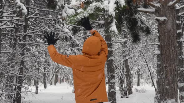 Unrecognizable Person Pull Pine Tree Branch to Fall Snow