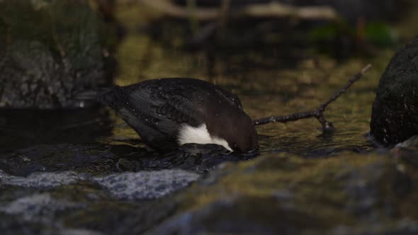 White-throated dipper (Cinclus cinclus)