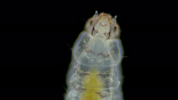 Larva of Water Moths Under a Microscope Order Lepidoptera Possibly Family Crambidae