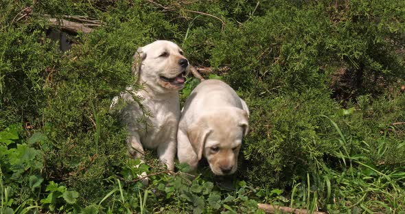 Yellow Labrador Retriever, Puppies in the Vegetation, Normandy, Slow Motion 4K