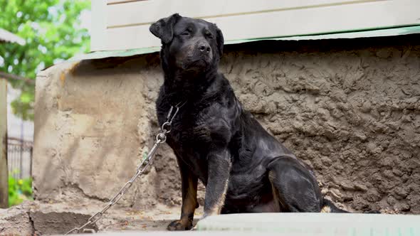 A Large Black Dog on a Chain Guards the House