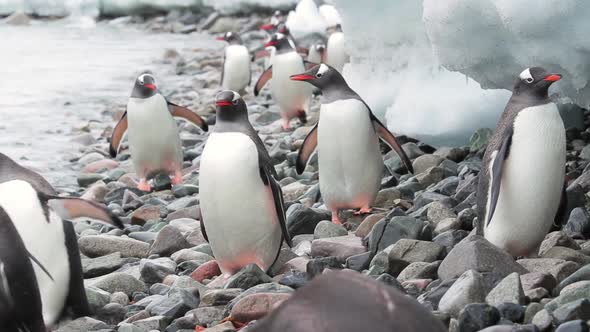 Gentoo Penguins In Antarctica