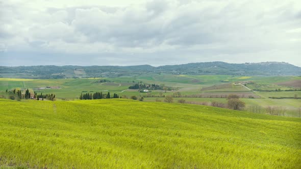 A Bright Green Field in Toskana