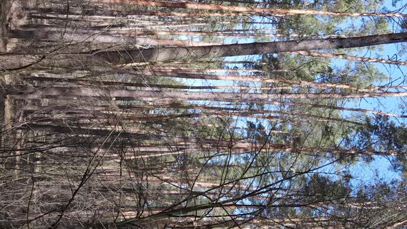 Vertical Video of Trees in a Pine Forest Slow Motion