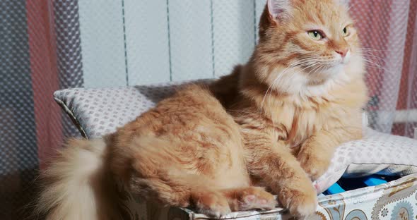 Cute Ginger Cat Licking on Box. Fluffy Pet in Cozy Home.