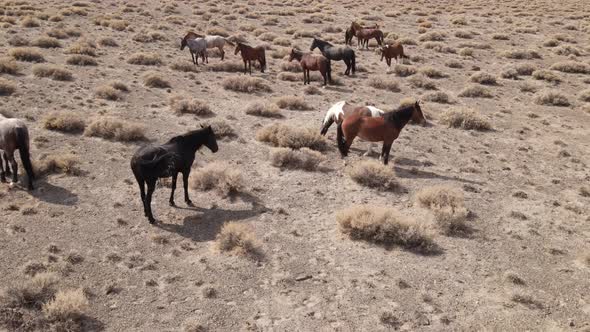 Aerial shot of wild horses in the desert