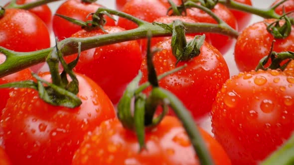 Beautiful Juicy Cherry Tomatoes on a Branch