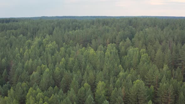 Big forest in Siberia Taiga, Summer forest, taiga siberia russia