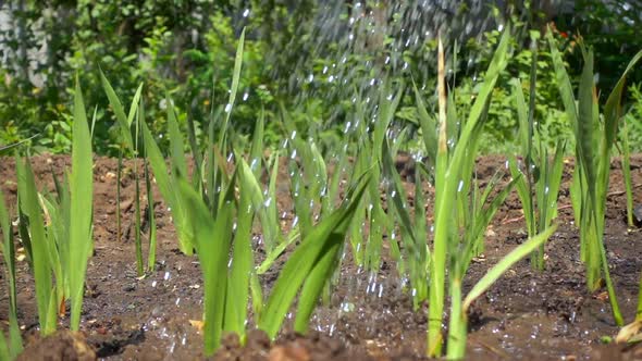 Close-up of Watering Green Shoots on a Sunny Day. Water Drops Fall To the Ground and Shine in the