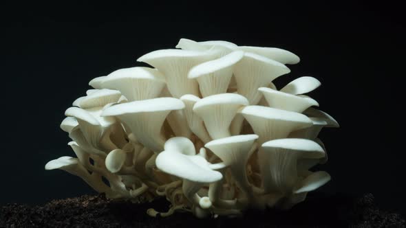 220526_Growing oyster mushrooms rising from soil time lapse.