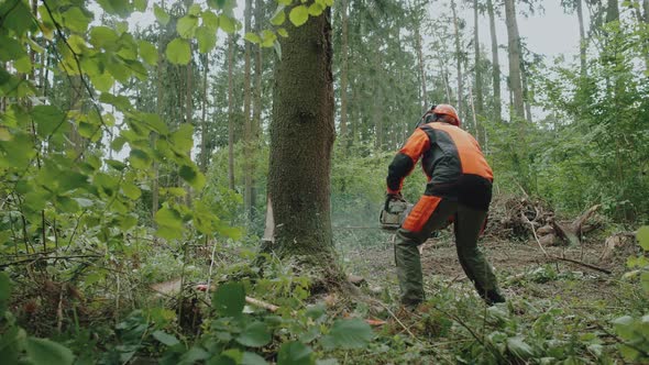 Female Logger in the Forest Young Woman in Protective Gear Cuts a Tree with a Chainsaw Works on