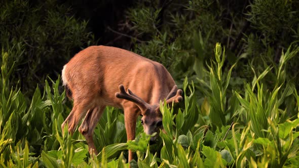 Mule Deer grazing in a meadow in Kings Canyon National Park