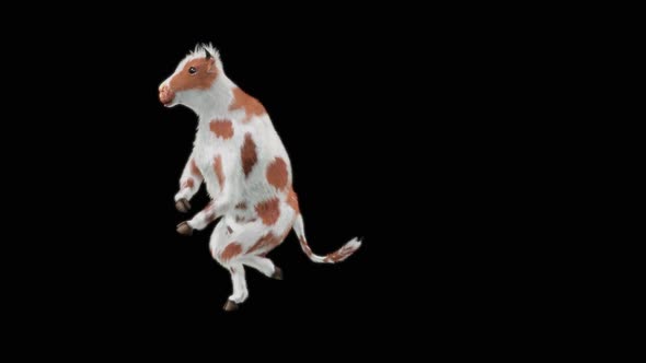 Cow Dance HD