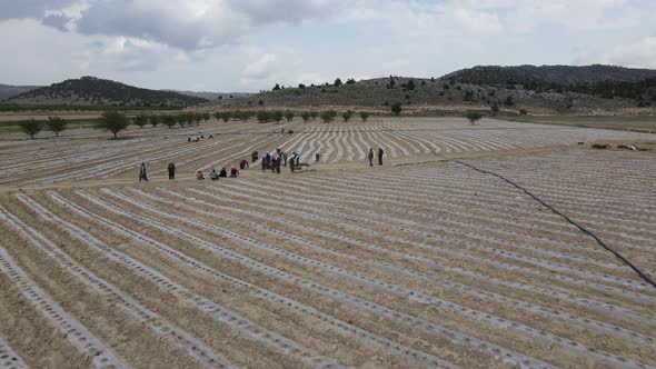 Farm Workers Drone Footage