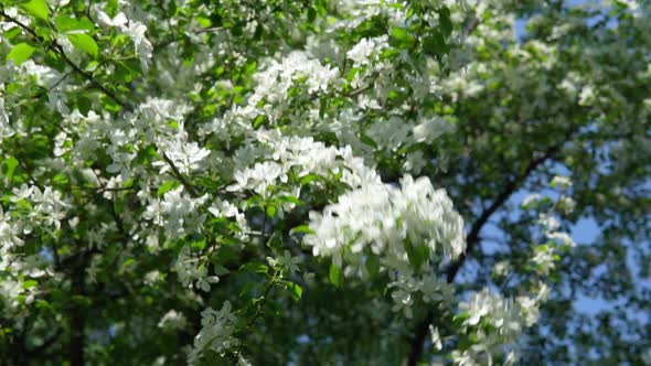 White Apple Blossoms on a Tree