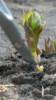 Gardener Hands Digging with Shovel Around Crown Imperial or Fritillaria Imperialis Flower