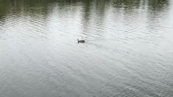 Wild Duck Swims in the River