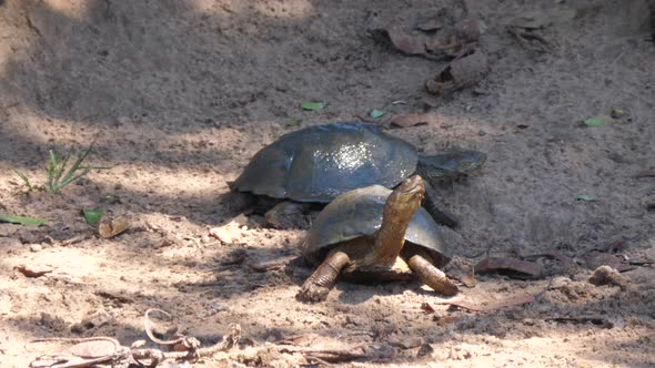 Two African helmeted turtles on the sand