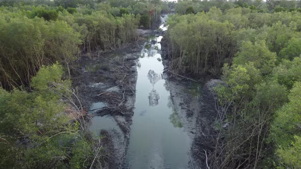 Mangrove tree is cut down