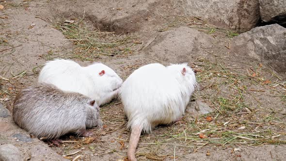 One Grey And Two White Nutrias Chewing Grass On The Ground. - Closeup