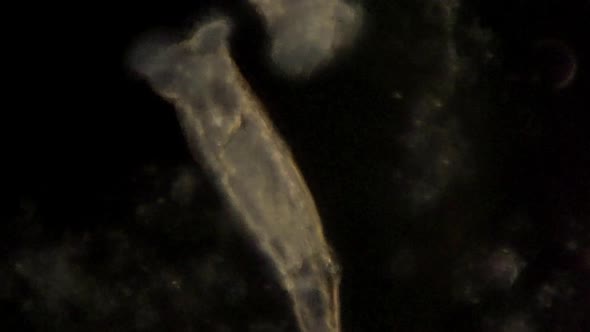 Microscopic rotifera filter the food out of the surrounding water with their cilia.
