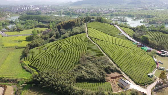 Tea plantation in mountain