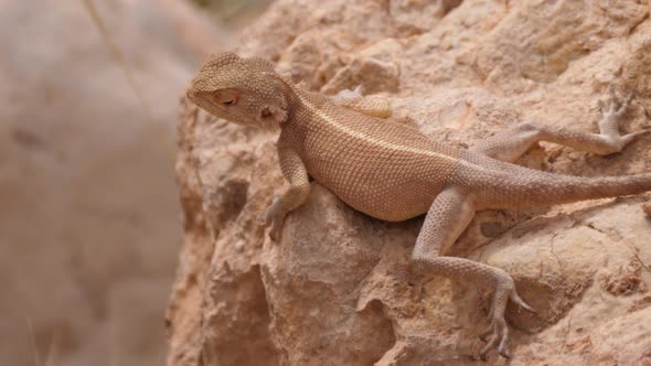 Desert Agama looking around on a rock 
