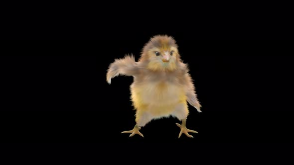 22 Baby Chicks Dancing 4K