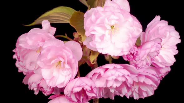 Time Lapse of Beautiful Opening Pink Sakura Flowers Bunch