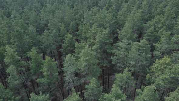 Pine Forest in the Afternoon Aerial View Slow Motion