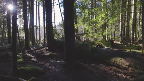 Rain Forest in British Columbia Canada