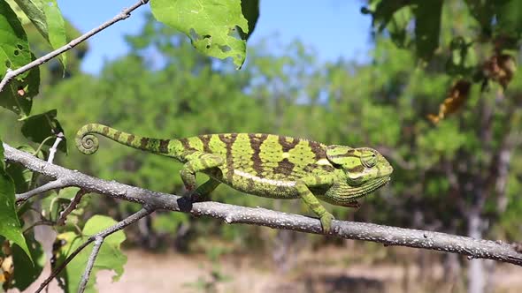 An alert green chameleon creeps haltingly along a tree branch