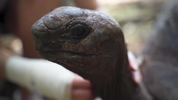 Scaly head of giant tortoise petted by human, close up shot.