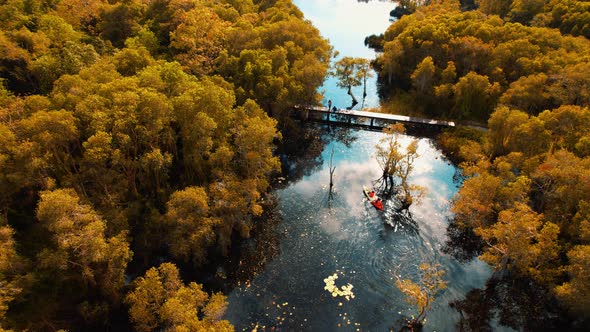 wetlands with various trees represent the integrity of the forest.