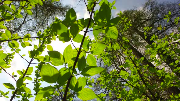 Intensive Green Leaves in Spring Forest