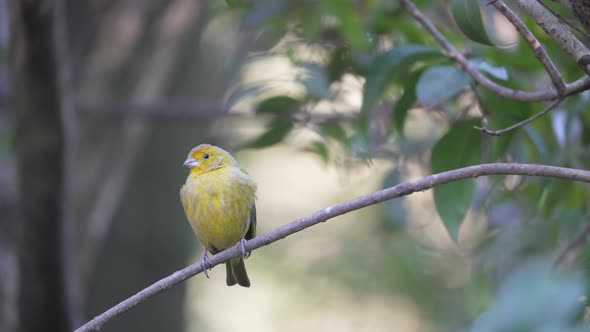 Yellow saffron finch,a tanager from South America that is common in open and semi-open areas in lowl