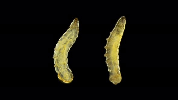 Worm-shaped Larva Under a Microscope, Order Diptera, , Visible Work of Internal Organs