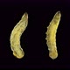Worm-shaped Larva Under a Microscope, Order Diptera, , Visible Work of Internal Organs - VideoHive Item for Sale